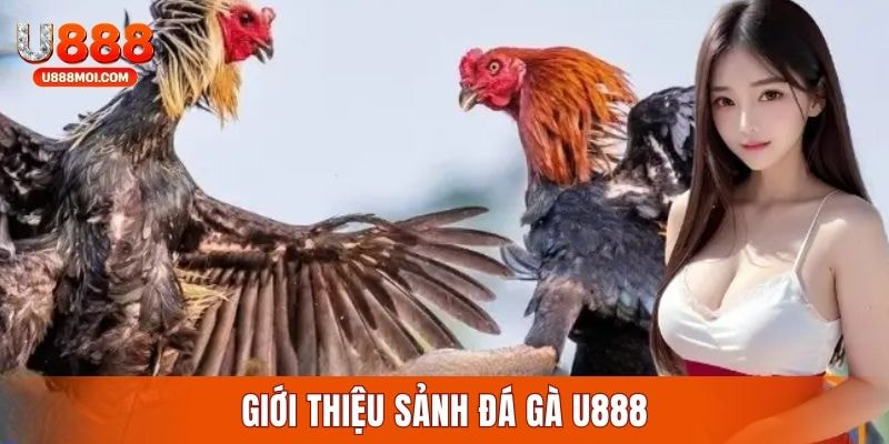Thông tin về danh mục chọi gà U888 đổi thưởng
